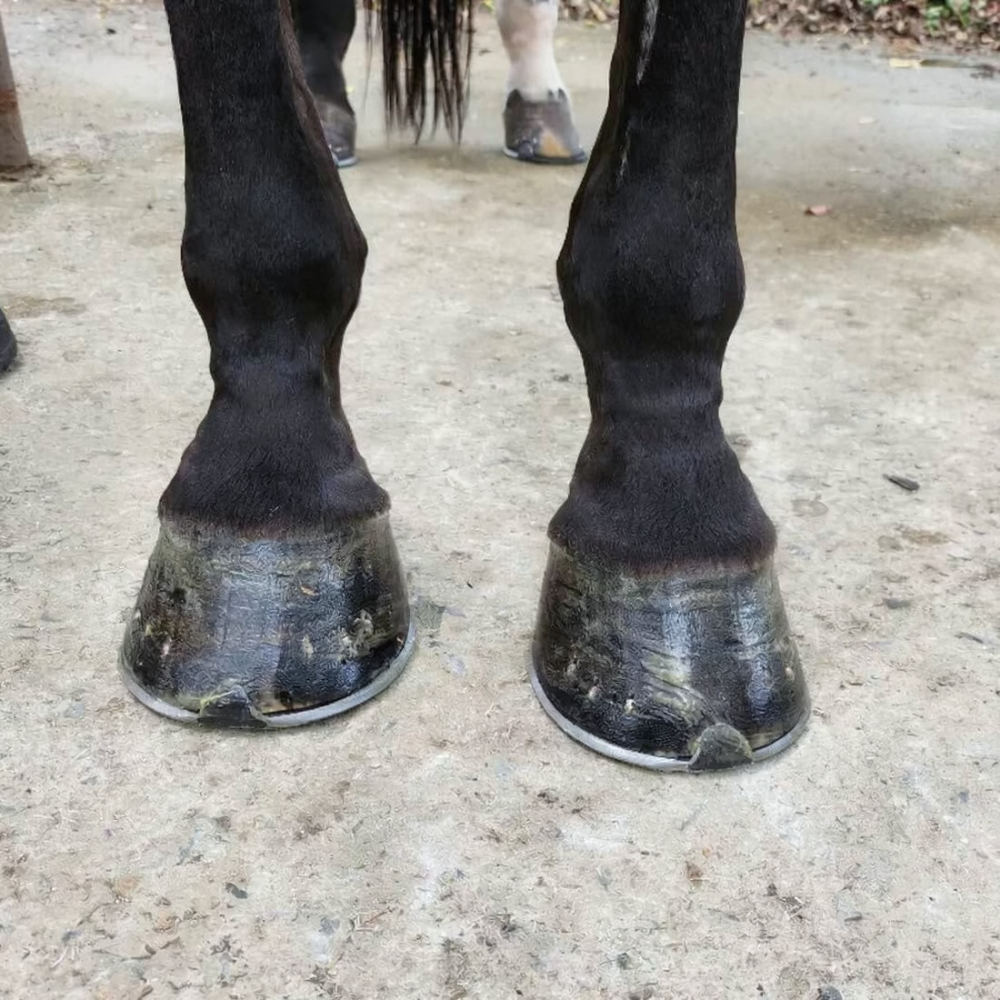 Grooming Kit - 馬の蹄の清掃用ブラシキット。人間工学に基づいたデザインのゴム製ハンドル。馬具店での日常的な手入れや、馬房での清掃に最適なツール。